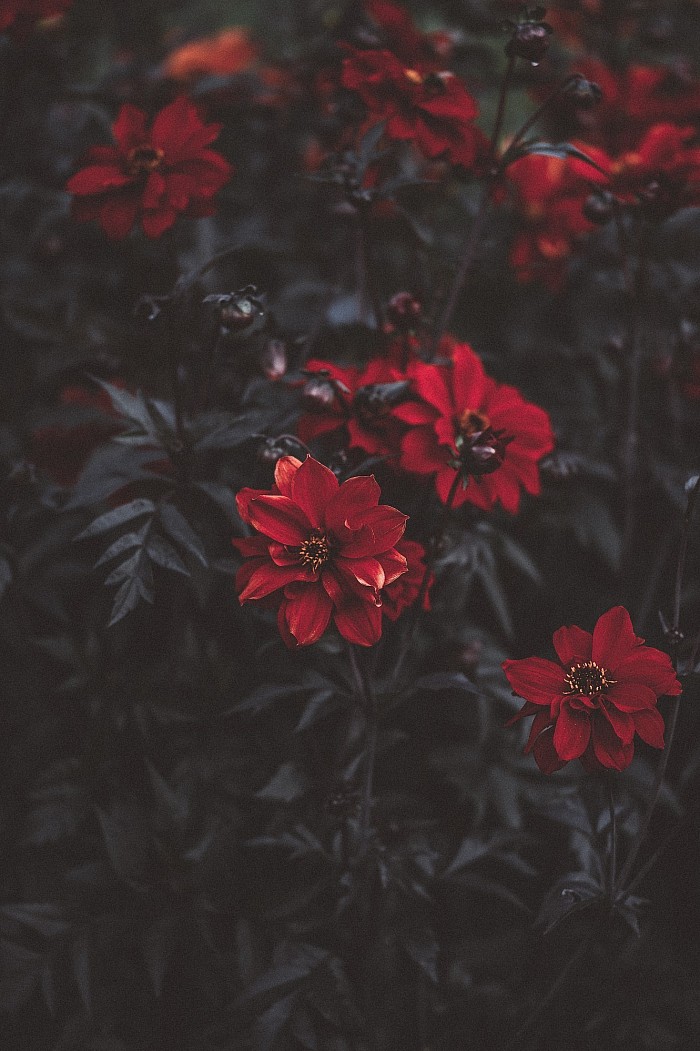 Blushing red